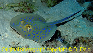 Taeniura lymma ( Blue spotted Fantail Ray )  [ Original photo copyright permission provided by FishBase ]
