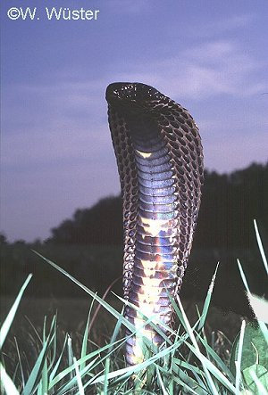 Naja naja  ( Indian Spectacled Cobra )  [ Original photo copyright © Dr Wolfgang Wuster - Pakistan ]
