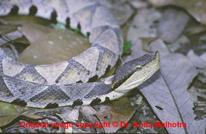 Deinagkistrodon acutus  ( Sharp nosed Pit Viper )  [ Original photo copyright © Dr Anita Malhotra ]