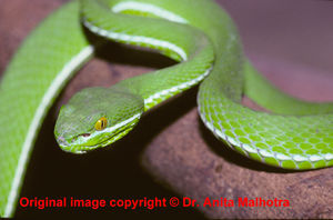 Trimeresurus albolabris  ( White lipped Green Pit Viper )  [ Original photo copyright © Dr Anita Malhotra ]