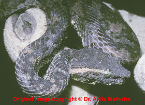 Trimeresurus puniceus ( Flat nosed Pit Viper ) [ Origin