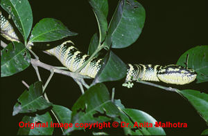Tropidolaemus wagleri  ( Wagler's Pit Viper )  [ Original photo copyright © Dr Anita Malhotra ]