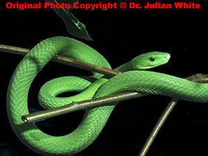 Dendroaspis angusticeps ( Common Green Mamba )  [ Original photo copyright © Dr Julian White ]