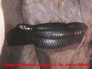 Naja melanoleuca  ( Black Cobra )  [ Original photo copyright © Dr Julian White ]