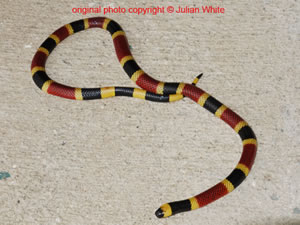 Micrurus nigrocinctus mosquitensis( Central American Coral Snake )  [ Original photo copyright © Dr Julian White ]