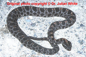 Sistrurus miliarius  ( Southeastern Pygmy Rattlesnake ) subsp.  barbouri   [ Original photo copyright © Dr Julian White ]