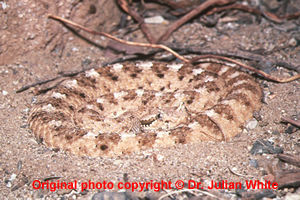 Crotalus cerastes ( Mohave Desert Sidewinder  ) subsp. cerastes  [ Original photo copyright © Dr Julian White ]