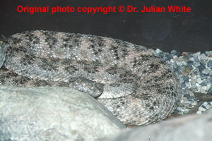 Crotalus mitchellii  ( Southwestern Speckled Rattlesnake  ) subsp.  pyrrhus   [ Original photo copyright © Dr Julian White ]