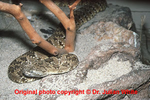 Crotalus stephensi  ( Panamint Rattlesnake  )  [ Original photo copyright © Dr Julian White ]