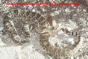 Crotalus scutulatus  ( Northern Mojave Rattlesnake  ) subsp.  scutulatus  [ Original photo copyright © Dr Julian White ]