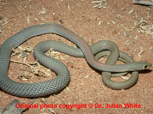 Demansia psammophis  ( Yellow faced Whip Snake  )  [ Original photo copyright © Dr Julian White ]