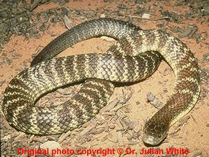Notechis scutatus  ( Mainland Tiger Snake Eastern Tiger Snake  ) subsp.  scutatus   [ Original photo copyright © Dr Julian White ]