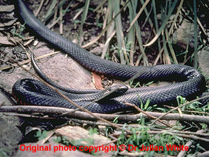Pseudechis porphyriacus  ( Red bellied Black Snake  )  [ Original photo copyright © Dr Julian White ]