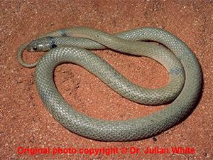 Pseudonaja modesta  ( Ringed Brown Snake  )  [ Original photo copyright © Dr Julian White ]