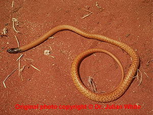 Pseudonaja nuchalis ( Northern Brown Snake )  [ Original photo copyright © Dr Julian White ]