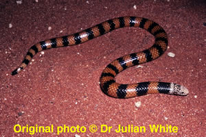 Simoselaps bertholdi ( Desert Banded Snake )  [ Original photo copyright © Dr Julian White ]
