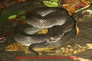 Fordonia leucobalia ( White Bellied Mangrove Snake )  Daru [ Original photo copyright © David Williams ]