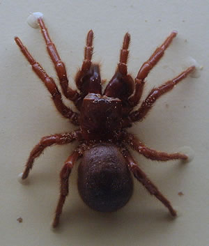 Hadronyche versuta ( Blue Mountains Funnel Web Spider  )  [ Original photo copyright © Toby_Hudson-2014-CC BY-SA 3.0 ]