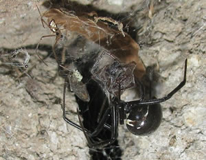 Latrodectus hesperus ( Western Black Widow Spider  )  [ Original photo copyright © Davefoc-2008-CC BY-SA 3.0 ]
