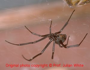 Latrodectus mactans ( Black Widow Spider  )  [ Original photo copyright © Dr Julian White ]