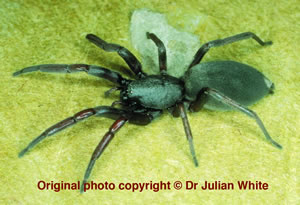 Lampona cylindrata ( White-tailed Spider  )  [ Original photo copyright © Dr Julian White ]